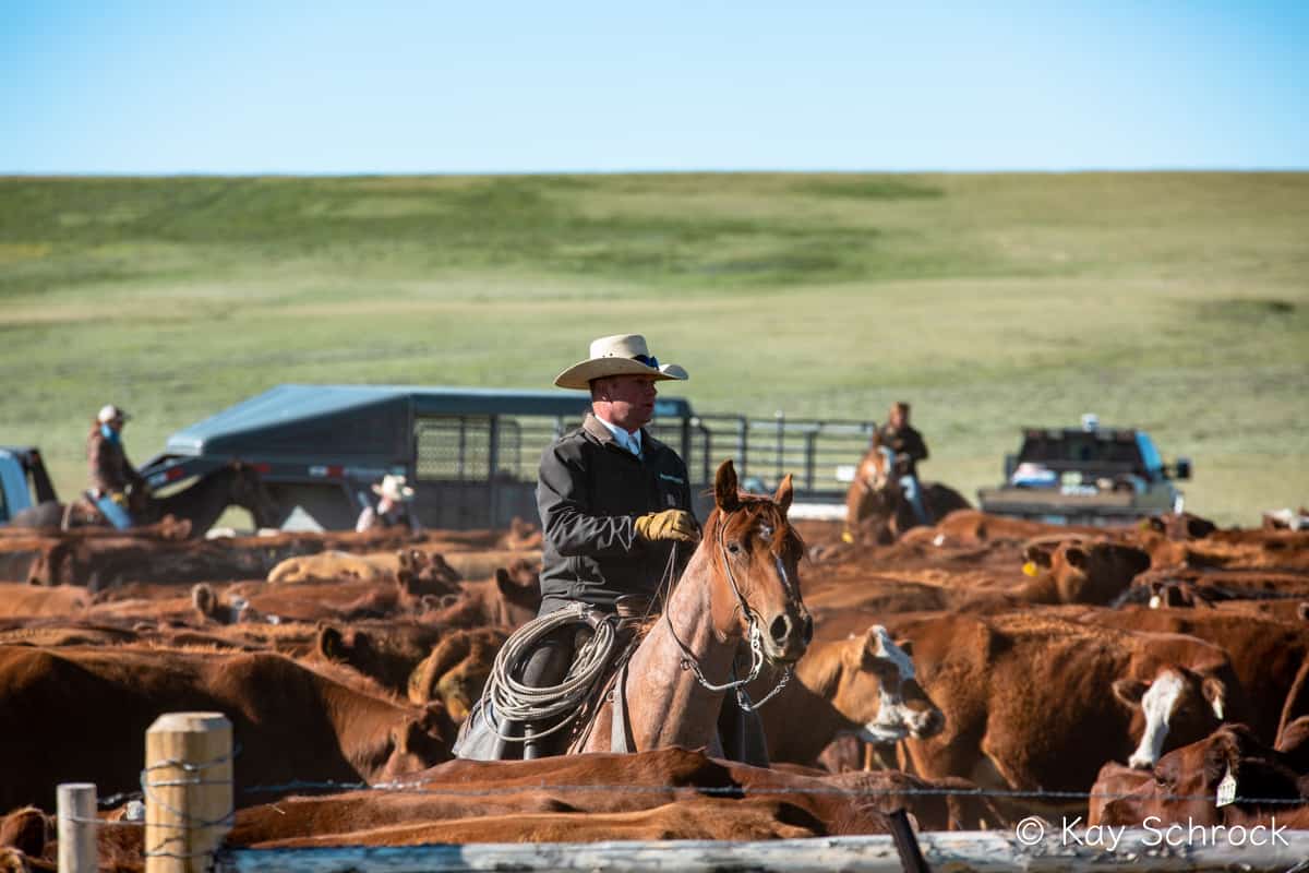cowboy horseback in middle of cow herd