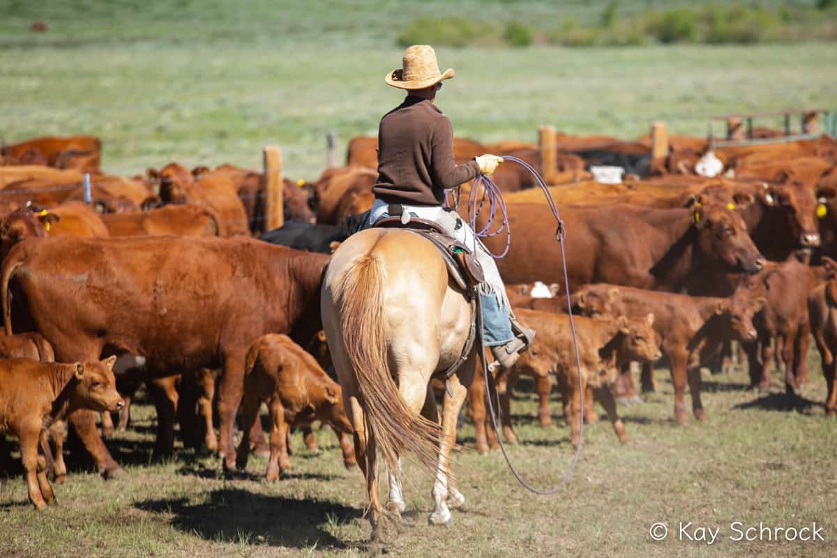 cowboy with a lasso, looking at cows