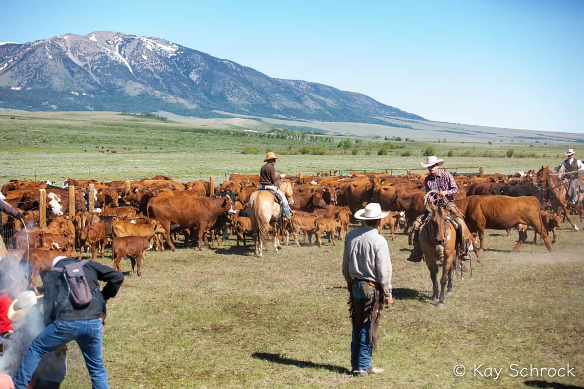 View of branding scene with mountain in background
