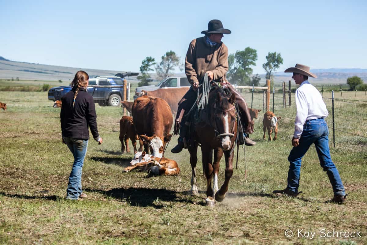 horse dragging calf to fire, cowboys ready to help