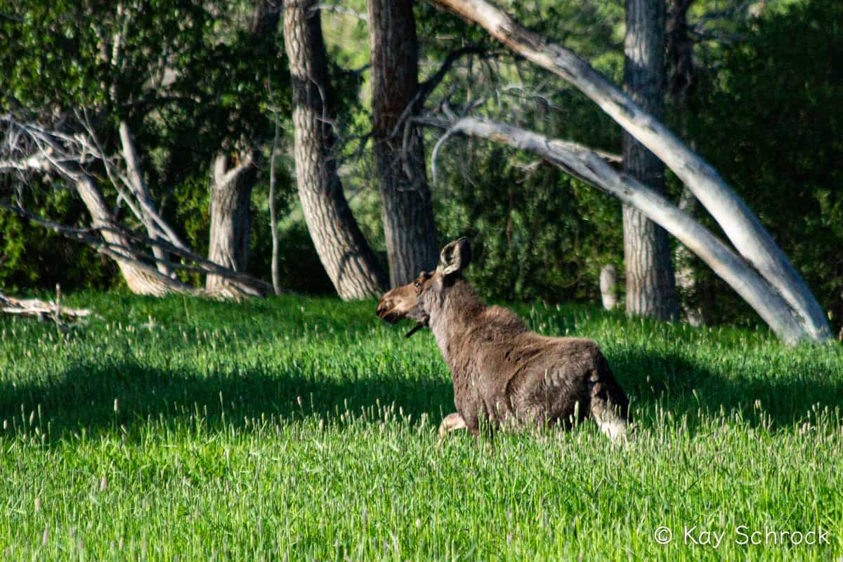 moose running through tall grass