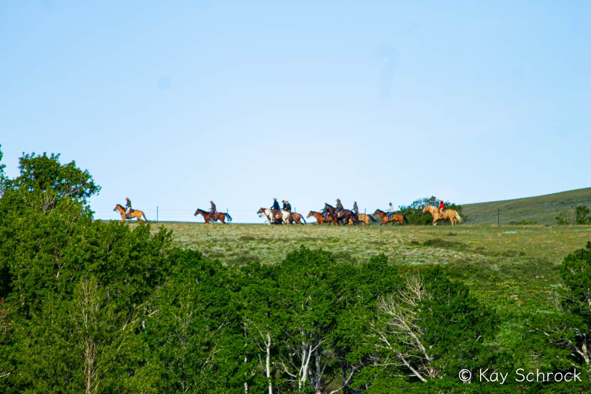 bunch of cowboys horseback, riding on a ridge