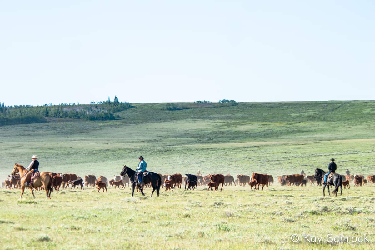 three cowboys on horseback, rounding up the herd