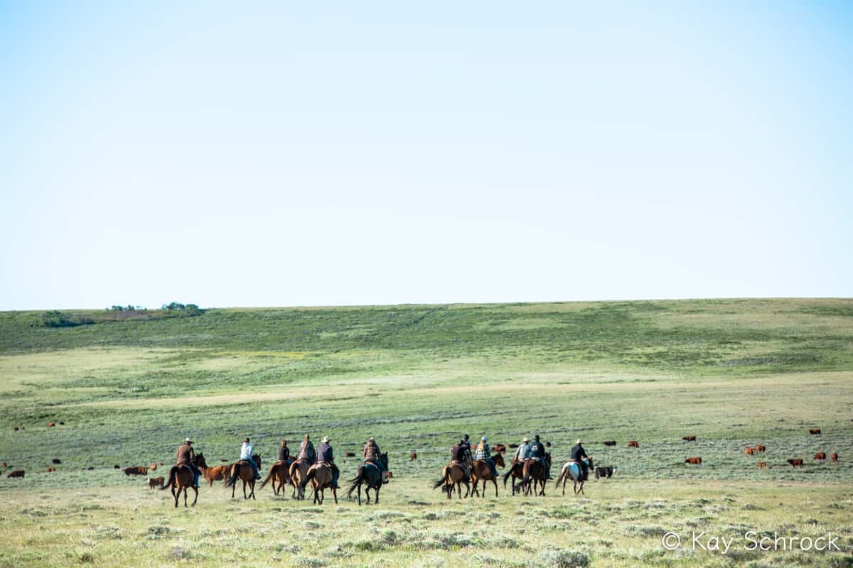 group of cowboys riding across a pasture