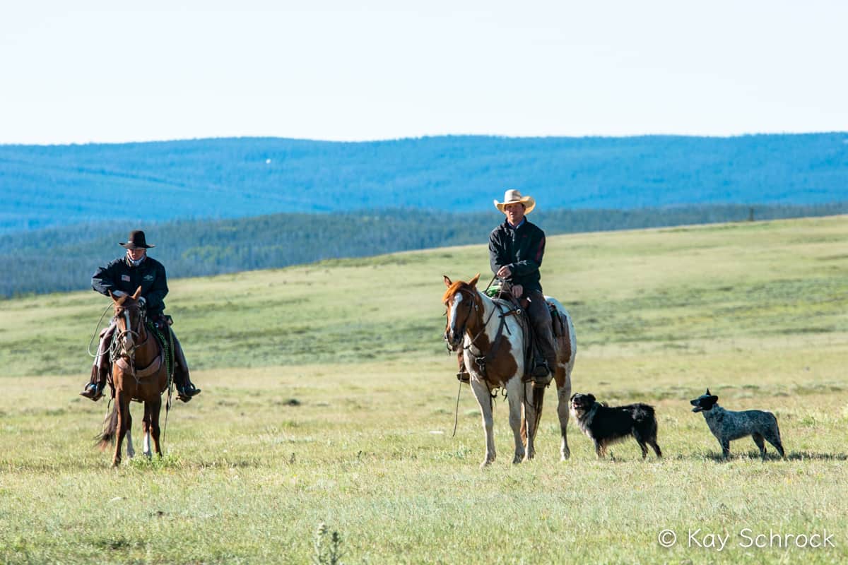 two cowboys horseback, waiting, with two dogs beside them