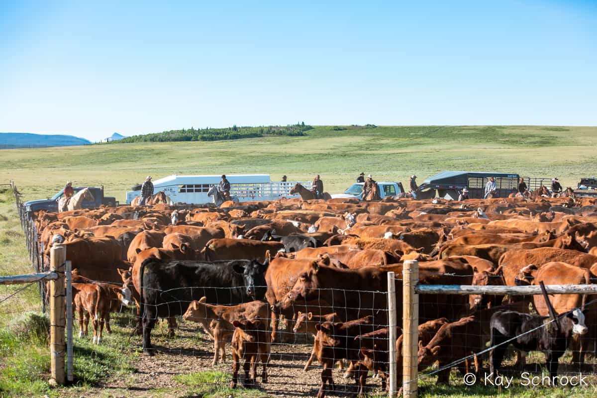 herd of cows in a fenced area