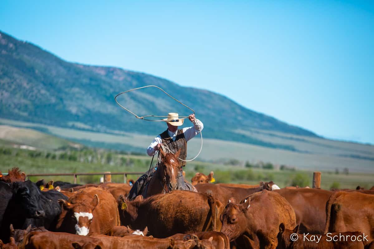 Cowboy swinging a rope