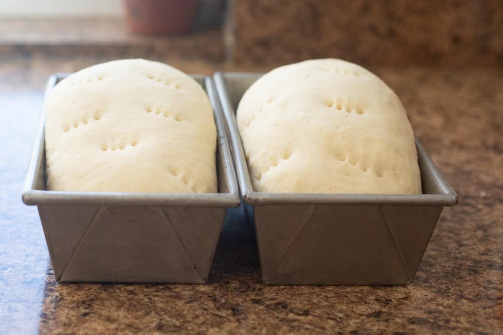 two loaves of bread dough, rising on counter
