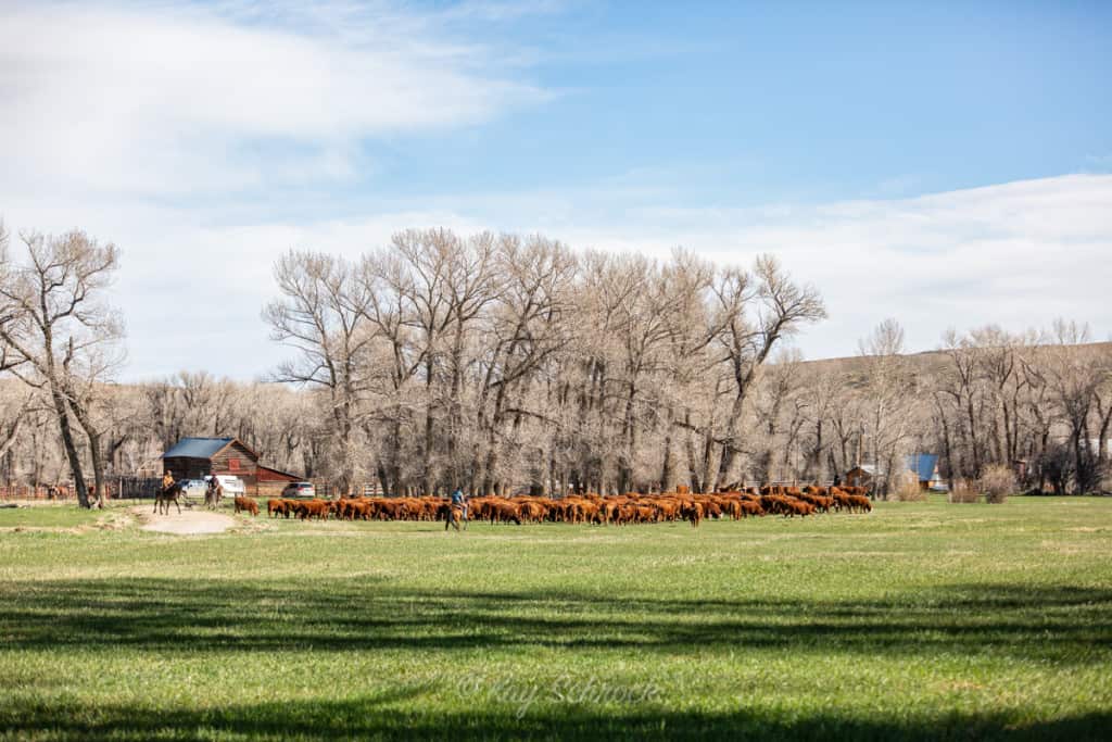 Spring Processing On The Ranch - A Ranch Mom