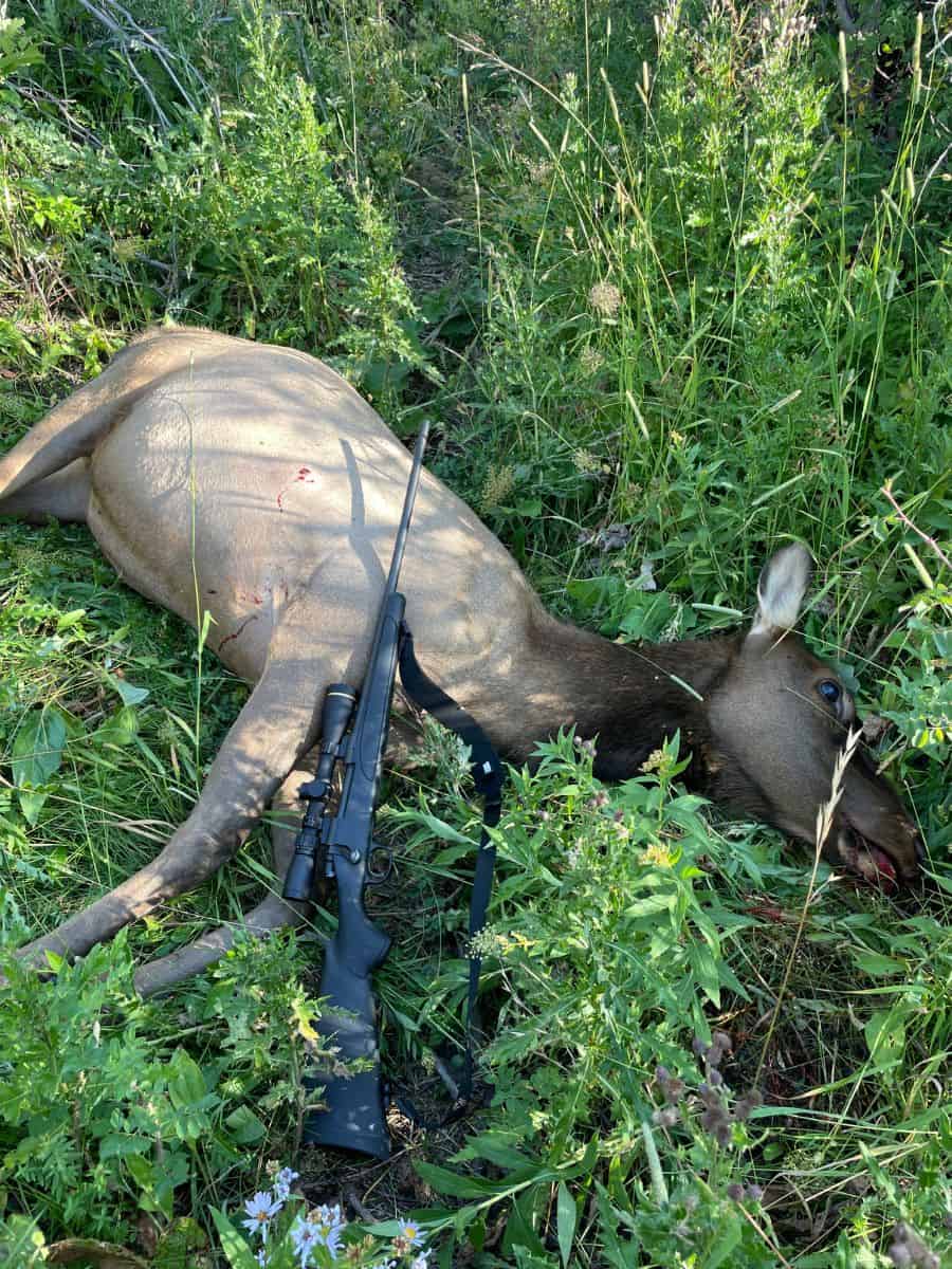 cow elk lying in grass with a .270 rifle