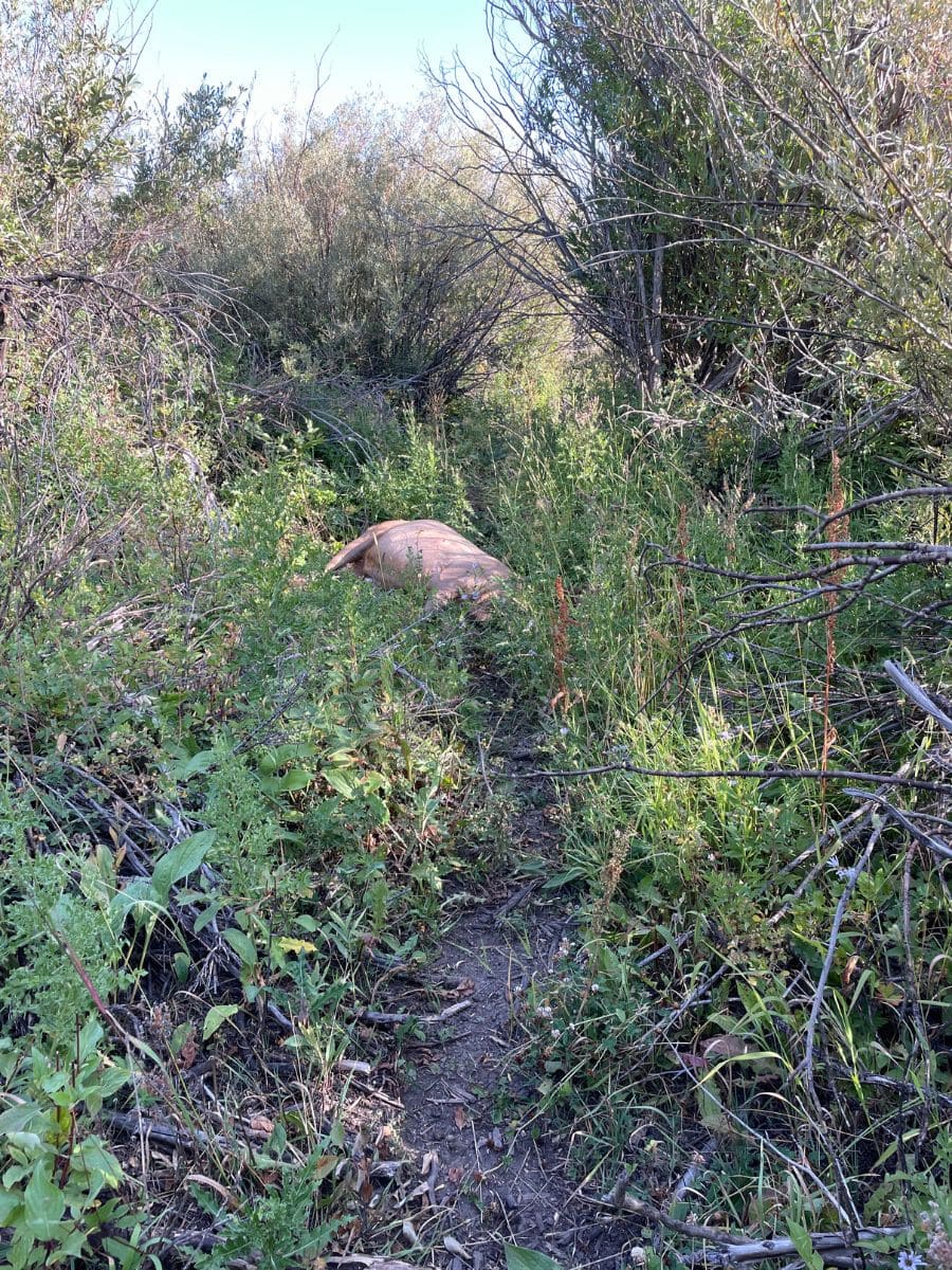 elk down in some thick willows