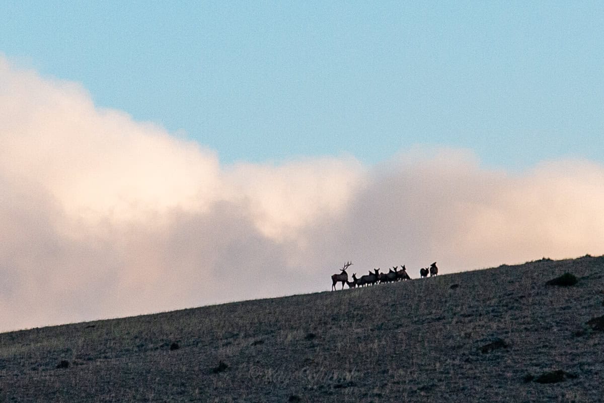 elk herd silhouette on horizon in Wyoming