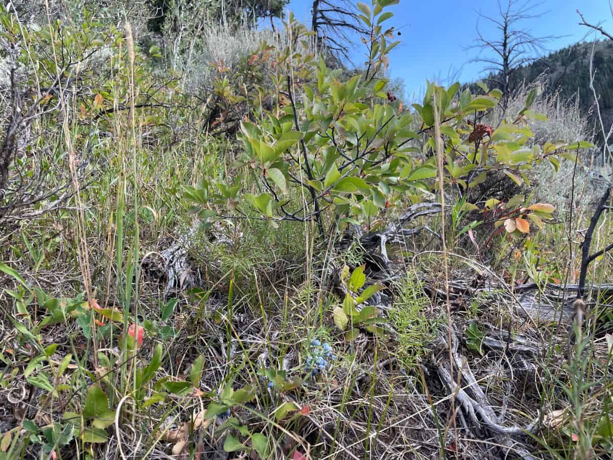 Oregon Grapes in the meadow
