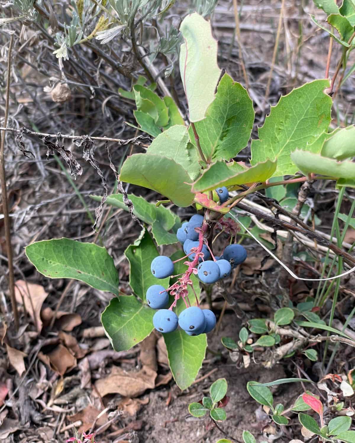 Oregon Grape plant with ripe berries