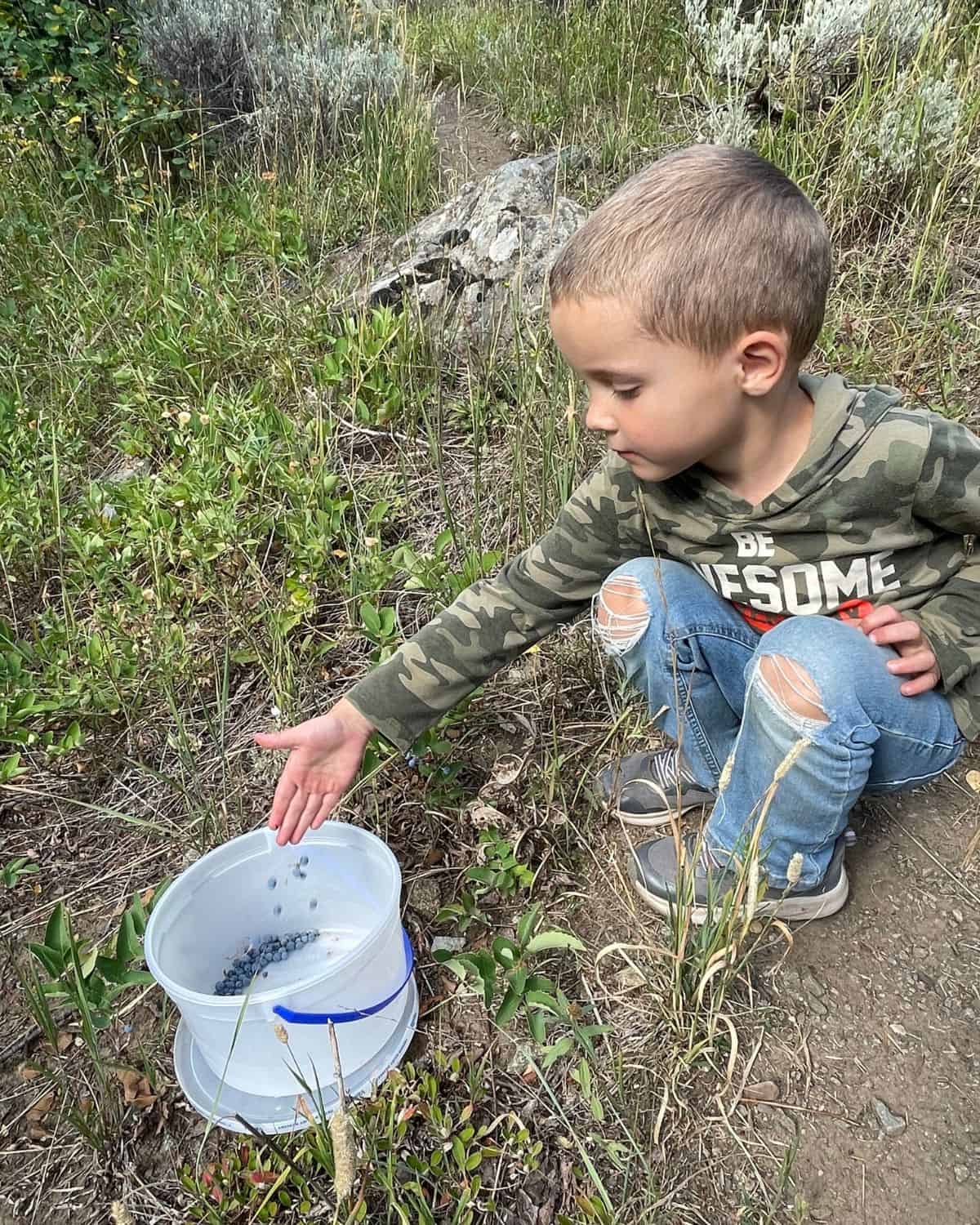 small boy picking berries and dropping them into a bucket