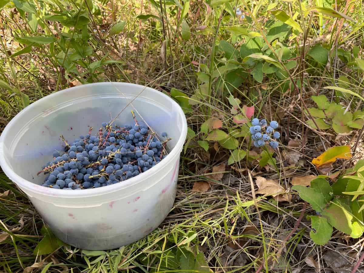bucket full of Oregon Grapes