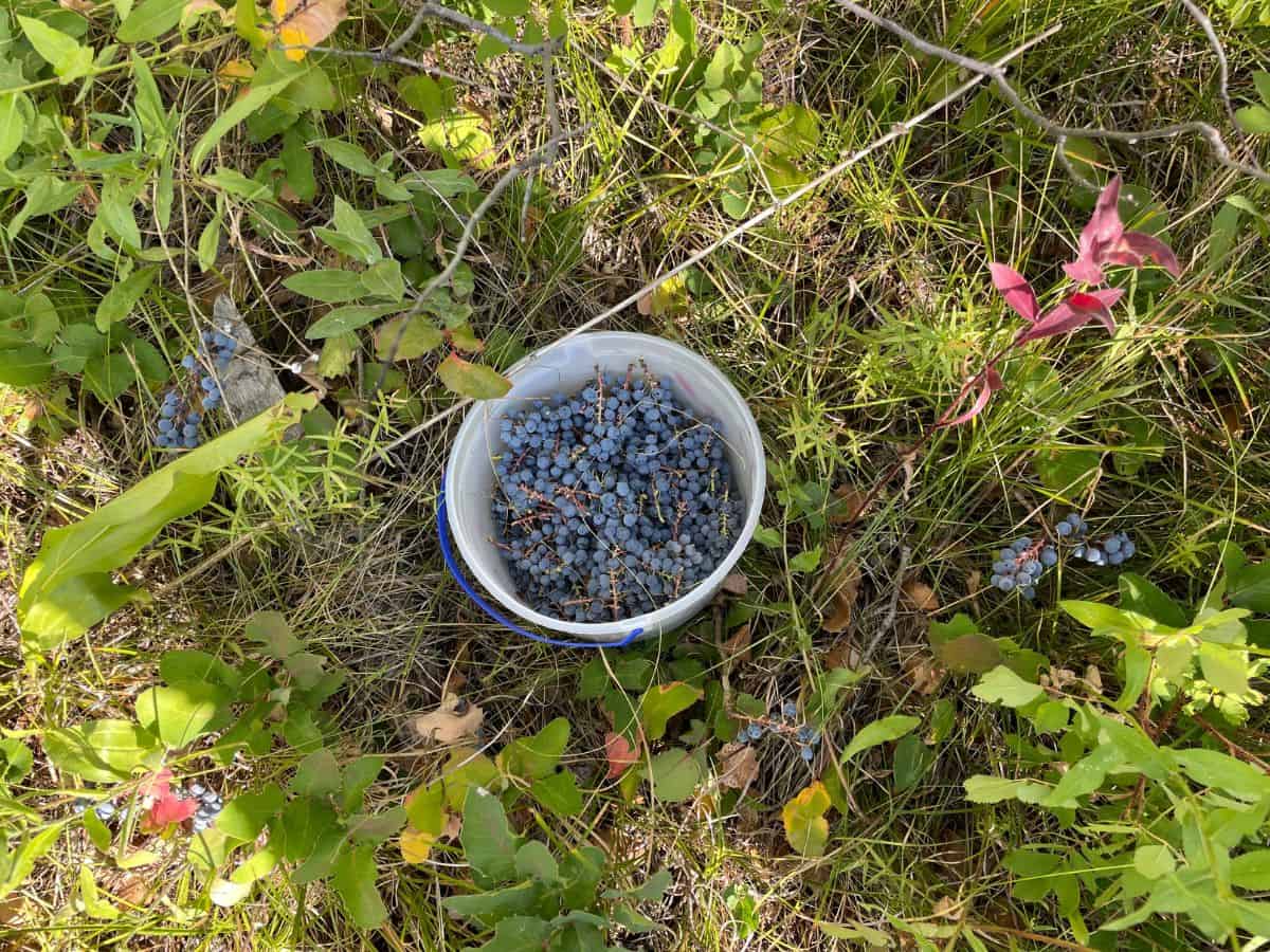 bucket of Oregon Grapes