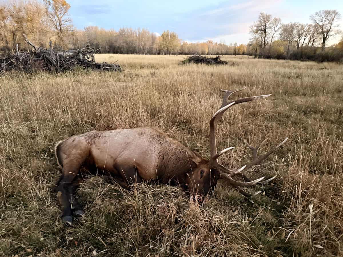 bull elk lying in pasture