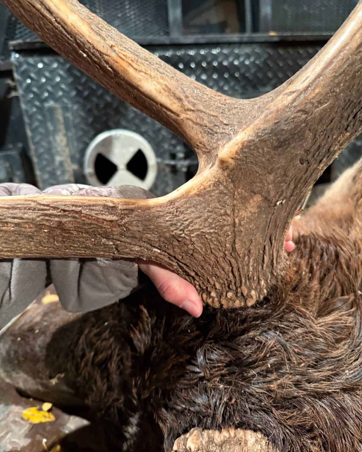 hand gripping elk antler