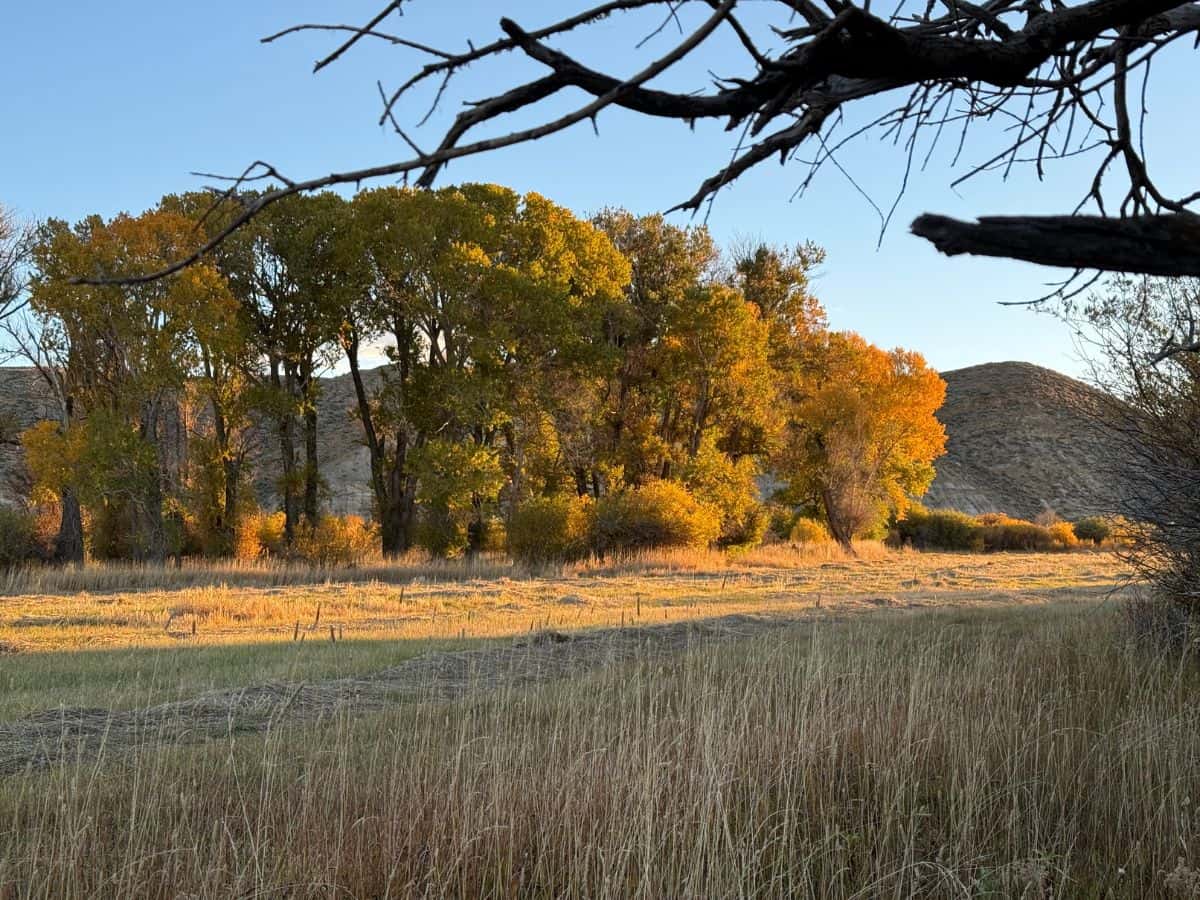 sunset on fall meadow