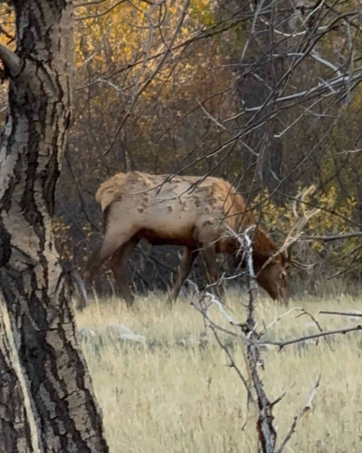 bull elk