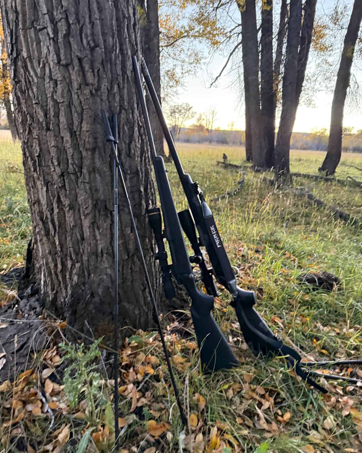 two rifles propped against a tree